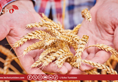 Kairouan : une récolte record de 1,3 million de quintaux attendue