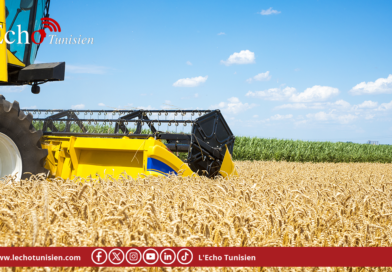 Agriculture: une campagne céréalière prometteuse mais sous surveillance