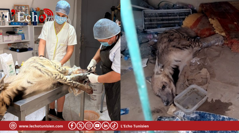 نابل: إيقاف 9 أشخاص بحوزتهم ضبع برّي نادر ذلك لغرض استعماله في التحيل و الشعوذة
