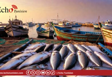 Pêche: l&rsquo;excédent commercial fléchit à 283 MD en 2025, malgré des prix en hausse