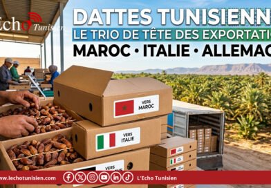Une campagne à 607,8 MDT : le secteur dattier tunisien en pleine maturité