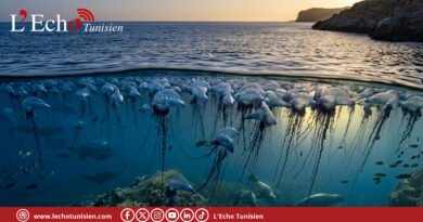 De l&rsquo;Atlantique à Bizerte : L&rsquo;invasion silencieuse des « galères portugaises »