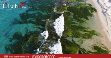 La posidonie, mère nourricière de la Méditerranée