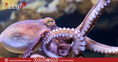 Poulpe en Tunisie : le repos biologique bafoué, l’espèce menacée