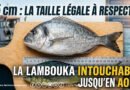 35 cm sous les mailles : la « lambouka » intouchable jusqu’en août