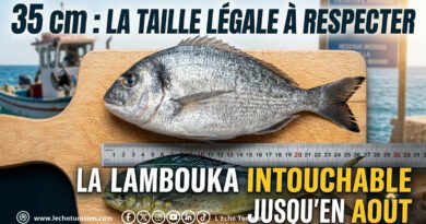 35 cm sous les mailles : la « lambouka » intouchable jusqu’en août