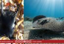 La mystérieuse raie blanche défie les pronostics à Bizerte !