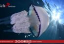 Méduse bleue en Tunisie : l&rsquo;alerte de TunSea sur un geste anodin aux conséquences redoutables pour les baigneurs
