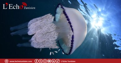 Méduse bleue en Tunisie : l&rsquo;alerte de TunSea sur un geste anodin aux conséquences redoutables pour les baigneurs