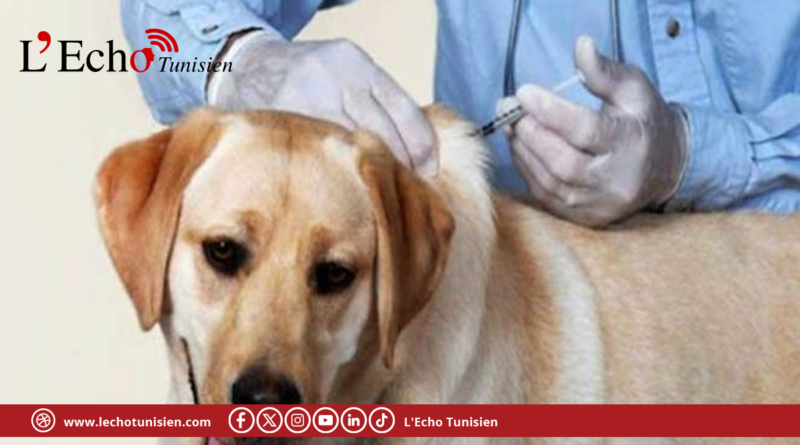بعد وفاة طفلة : تواصل حملات التلقيح ضد داء الكلب في سليانة