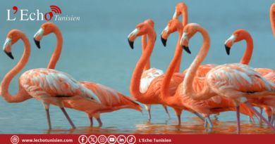 تسجيل أول عملية تعشيش لطائر النحام الوردي في تاريخ بحيرة اشكل