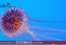 رصد ‘قنديل البحر البوصلة’ على السواحل التونسية