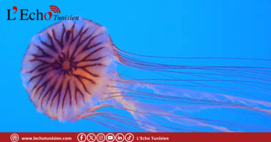 رصد ‘قنديل البحر البوصلة’ على السواحل التونسية