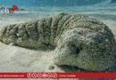 Le concombre de mer : un « ingénieur » oublié des fonds marins