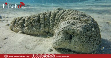 Le concombre de mer : un « ingénieur » oublié des fonds marins