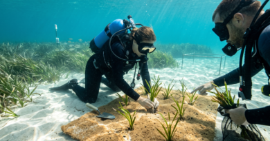 Méditerranée: l’urgence vitale de restaurer nos poumons marins