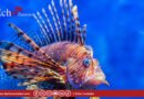 Poisson-lion : le prédateur venu d&rsquo;ailleurs menace les côtes tunisiennes