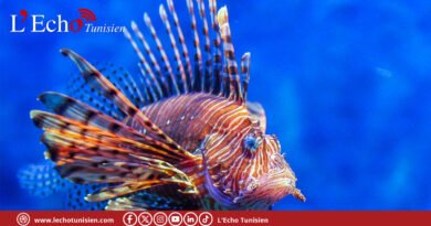 Poisson-lion : le prédateur venu d&rsquo;ailleurs menace les côtes tunisiennes