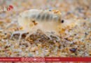 Talitrus saltator: Sans lui, nos plages étoufferaient !