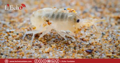 Talitrus saltator: Sans lui, nos plages étoufferaient !