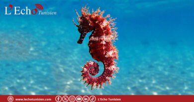 Les hippocampes du golfe de Gabès victimes de la canicule et de la pollution