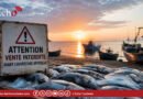 Lambouka : attention aux poissons vendus avant l’heure !