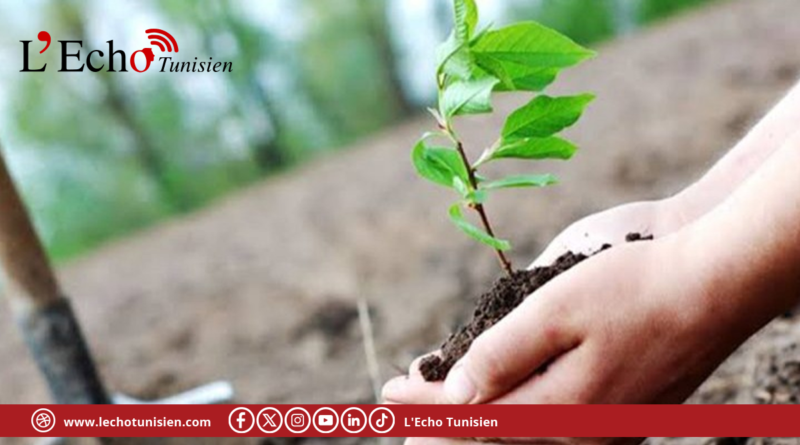 الإدارة العامة للغابات: إعادة تشجير الغابات المحروقة لا تتم فور إخماد الحرائق