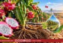Le fruit du dragon s&rsquo;enracine en Tunisie : une alternative durable face au stress hydrique
