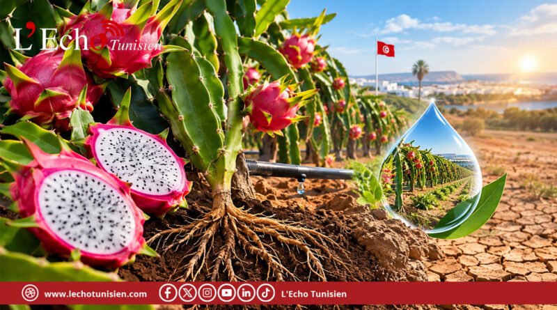 Le fruit du dragon s&rsquo;enracine en Tunisie : une alternative durable face au stress hydrique