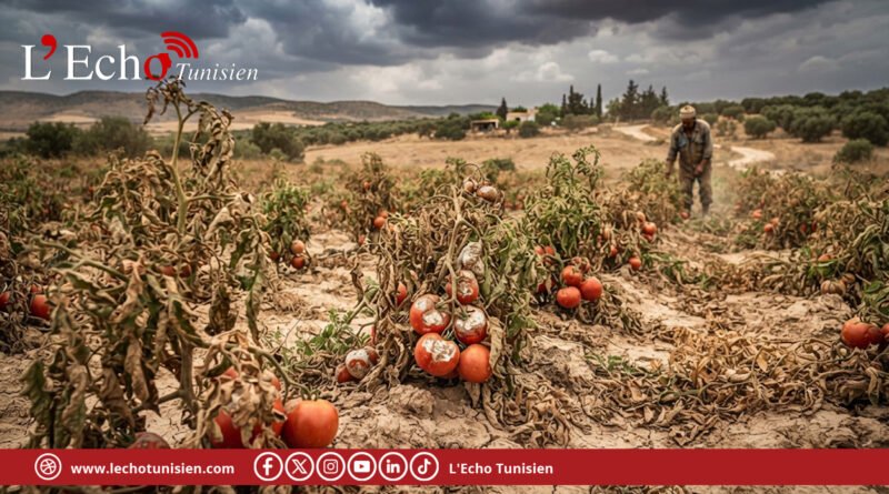 La tomate tunisienne face au changement climatique : l’automne 2026 comme signal d’alerte