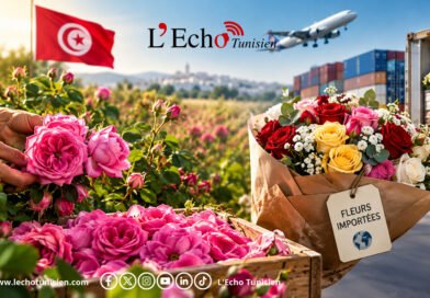 La rose tunisienne face à l’offensive des fleurs importées