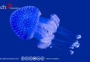 La méduse à pois bleus : l’envahisseuse venue du Pacifique colonise le littoral tunisien