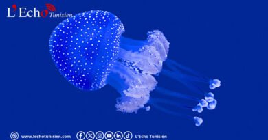 La méduse à pois bleus : l’envahisseuse venue du Pacifique colonise le littoral tunisien