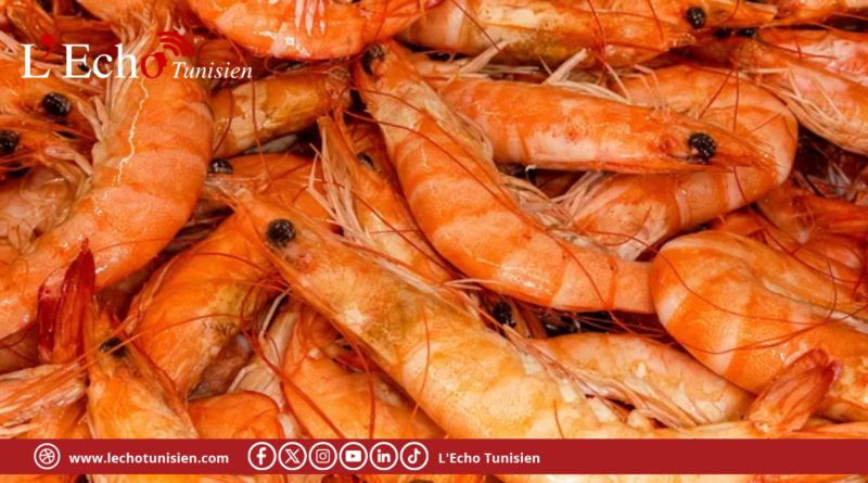 L&rsquo;invasion des crevettes exotiques en Tunisie : Quand le réchauffement des eaux démocratise le luxe