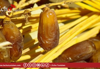 موسم التمور: تقديرات بإنتاج 354 ألف طن وسعر مرجعي بـ 5.2 دينار