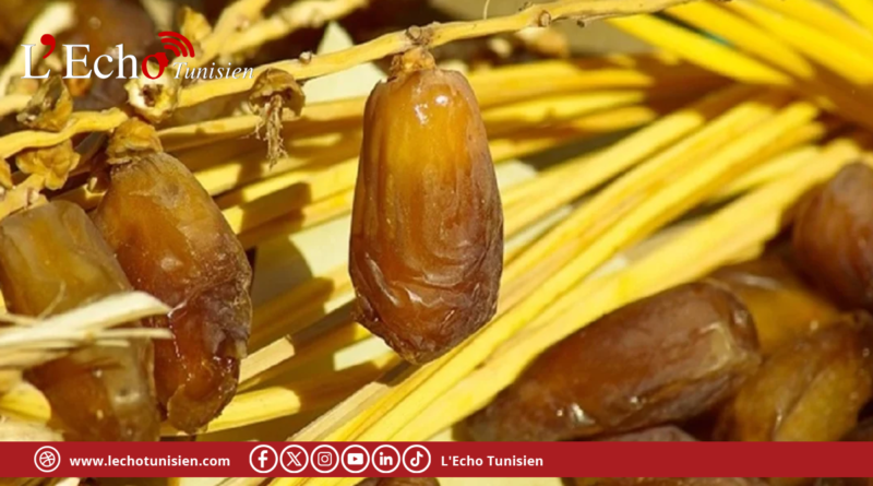 موسم التمور: تقديرات بإنتاج 354 ألف طن وسعر مرجعي بـ 5.2 دينار