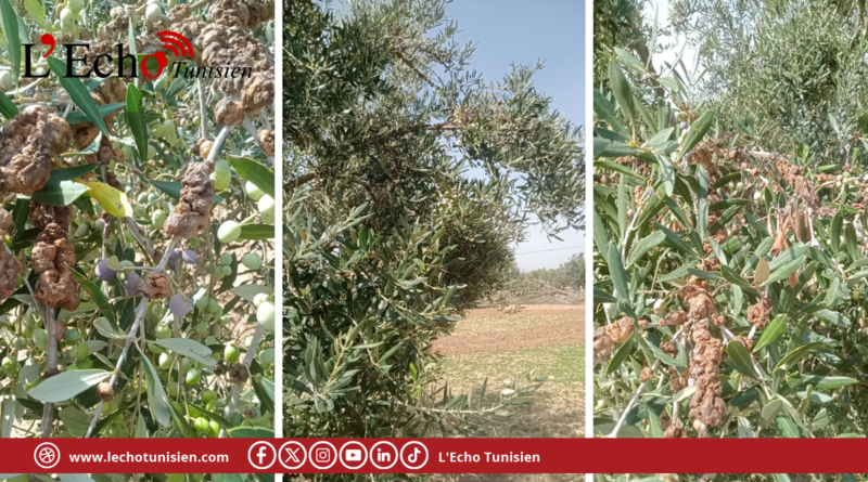 وزارة الفلاحة تطلق برنامج تدخل لتطويق مرض سل الزيتون بملولش