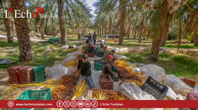 التمور التونسية تتجاوز عائداتها التصديرية مليار دينار والمجمع يطلق برنامجًا ترويجيًا جديدًا